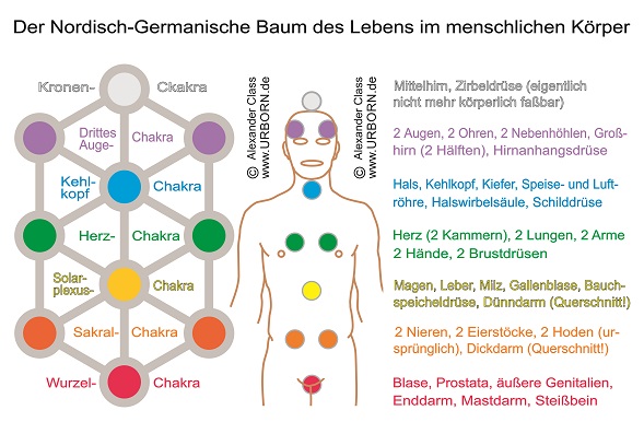 www.URBORN.de - der Nordisch-Germanische Baum des Lebens im menschlichen Körper